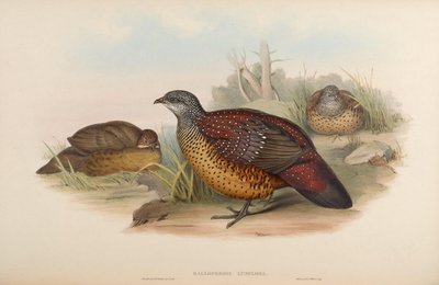 Galloperdix lunulata - John Gould